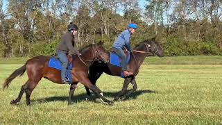 2023 Sutro Morning Moon colts [upl. by Issiah352]