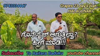 Grapes 23 days platHALAGUNAKIಗೊನೆ ಸೈಜ್ ಆಗುತ್ತಿಲ್ವಾಹೀಗೆ ಮಾಡಿ [upl. by Sajet]