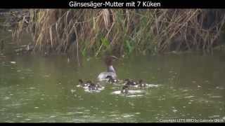 Gänsesägermutter mit Küken  Common merganser chicks  Mergus merganser 1080p HD [upl. by Sonnie]