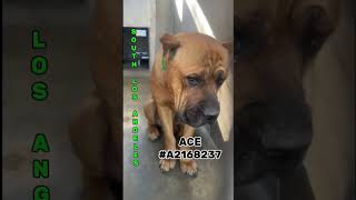 ADOPTED ACE A2168237 dog youtubeshorts doglover [upl. by Dnalel]