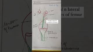 CALF MUSCLE ORIGIN INSERTION GASTROCNEMIUS SOLEUS anatomy explore mbbs physiotherapy fyp [upl. by Tnafni963]