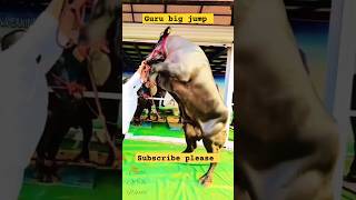 Pagal guru Gorur video  cow sounds  guru dikhao guru gaan  bolo guru cow shortsvideo ytshorts [upl. by Morse247]