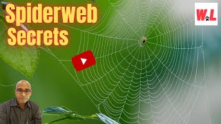 The Spiderweb 10 MindBlowing Secrets You Will Love [upl. by Krishna221]