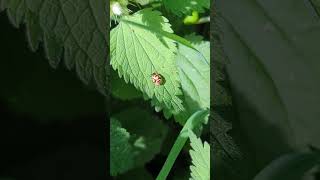 Doesnt quite look real  final instar Pied Shield Bug on Deadnettle leaf [upl. by Noella]