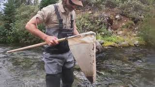 Benthic Macroinvertebrate Sampling 2022 Tumalo Creek Upper Deschutes River Basin [upl. by Ahsined130]