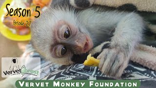 The integration of orphan baby monkeys back into a troop [upl. by Roderic]