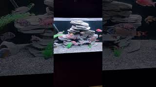 My African cichlid tank cichlid aquarium aquascape [upl. by Nosinned]