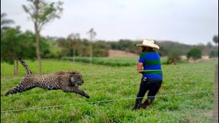 FAZENDEIRO DA DE CARA COM ONÇA E O PIOR ACONTECE [upl. by Brogle]