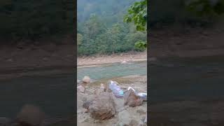 Best camping in rishikesh treepie resorttravel bestcamping india travel 9027894658 booking know [upl. by Floria]