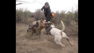 Wild Boar Hunting with dogs Action Compilation part 2 [upl. by Holcman]