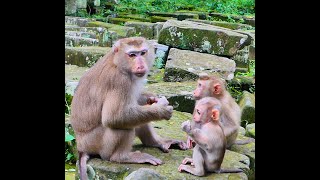 Happy Luna and Babies Sharing Foods Peacefully Lovely Monkey [upl. by Declan]