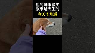 今天才知道：原來，柴犬的瞇眼微笑，是天生的！一直以為是訓練出來的，哈 狗＃動物＃柴犬 [upl. by Stephania759]