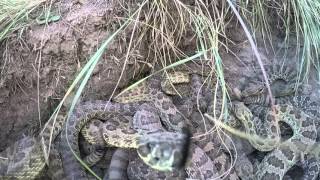 GoPro falls into pit of Rattlesnakes [upl. by Phail]