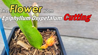 In Just 4 Month The Bloom from Epiphyllum Oxypetalum Propagated from Cuttings Epiphyllum Flower Bud [upl. by Claudius]