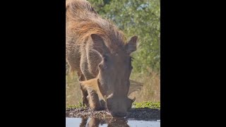 花豹埋伏疣豬，結果被疣豬耍得團團轉 野生動物零距離 神奇動物在抖音 動物解說 疣豬 花豹 [upl. by Nani]