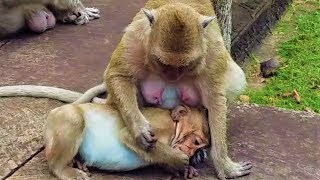 Monkey Popeye Nurse Sweet Pea During Suspect Pregnancy [upl. by Boff]