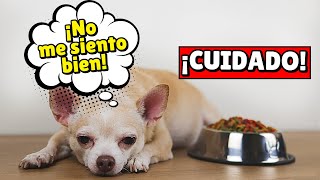 ¿Tu perro está enfermo Descubre las 10 señales que no puedes ignorar [upl. by Feune84]