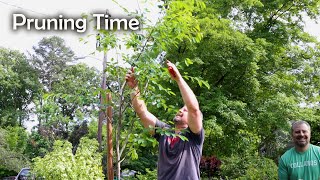 Just Cut It  Azaleas Serviceberry Viburnum Camellia [upl. by Evilc]