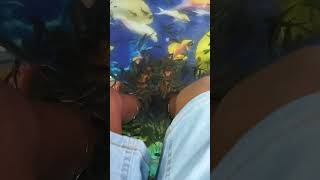 Fish massage in Goa shorts Goa fish massage entertainment [upl. by Collyer668]