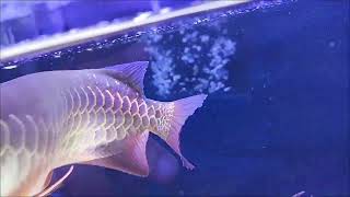 Blue Base Crossback Arowana Update [upl. by Leksehcey]