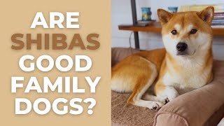 Are Shiba Inus Good Family Dogs 10 Advantages and Disadvantages of a Shiba as a Family Pet [upl. by Liberati]