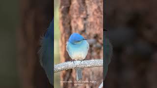 The Bluest Of Bluebirds birdlovers bluebirds [upl. by Fredkin957]