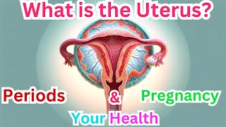 What is the Uterus [upl. by Aicenod]