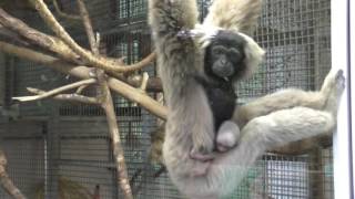 Pileated gibbon baby [upl. by Reivaxe146]