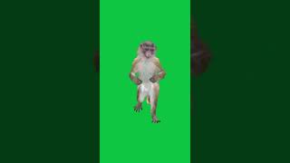 Monkey dancing green screen [upl. by Arotak761]