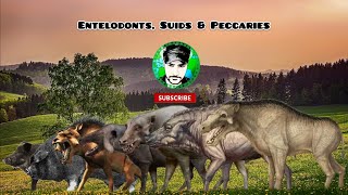 PIGS size comparison entelodonts suids peccaries [upl. by Parke161]