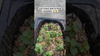 Grow Lucky Jade Plant From Cuttings luckyplant moneymakingplant hangingplant balconygarden [upl. by Nadabb]