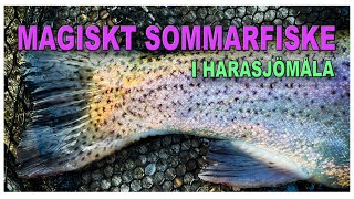 Magiskt sommarfiske efter regnbåge med lite tips [upl. by Dhruv432]