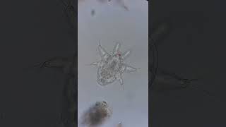 Nauplius Larva Poops  400x microscopy biology aquarium science nature [upl. by Nilesoy]