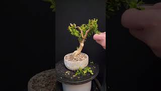 Boxwood Bonsai  Spring Prep 12 [upl. by Hillary]