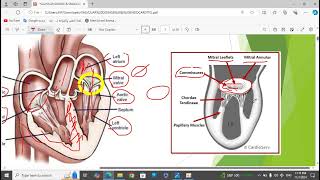 2Valvular Heart Disease [upl. by Timon]