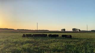 Cattle grazing clover grass mixtu [upl. by Cairns960]