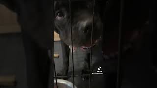 canecorsopuppy corsopups canecorso puppy corsolove chew it please [upl. by Benn]