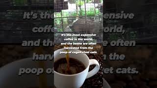 Civet Cats Imprisoned for Life in Cages for Coffee [upl. by Assenyl]