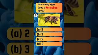 Honeybees Eye  animalquiz [upl. by Reppiks5]