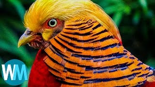 Top 10 Most Stunningly Beautiful Birds in the World [upl. by Bonaparte]