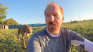 Turning Your Back To Leopards amp Cheetahs  BIG CATS Show Their Predatory Nature Part 2 [upl. by Esyned]