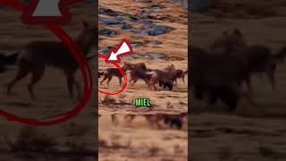 Tejón de Miel VS cinco Perros Salvajes 😱animales shorts vidasalvaje [upl. by Acino]