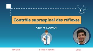 UI5  Contrôle supraspinal des réflexes médullaires [upl. by Assetan367]