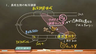 おうち生物 26 遺伝子発現調節 真核生物編 高校生物 [upl. by Campman250]