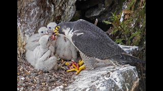 Peregrine Falcon Nesting 4k HQ [upl. by Azial200]