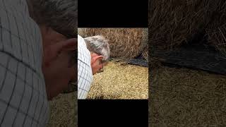 Opening 600 TONNE silage pit shorts farming viral silage agri fyp trending [upl. by Aikkan118]