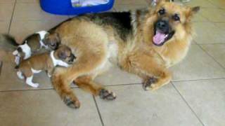 Orphaned Jack Russell Pups and German Shepherd Dog [upl. by Olin]