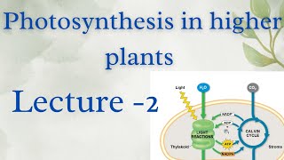 Photosynthesis in higher plants Lecture2 [upl. by Adnuhsed237]