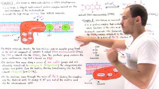 Complex I and II of Electron Transport Chain [upl. by Laehctim441]