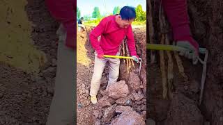 The process of digging dioscorea root Good tools and machinery can increase work efficiency [upl. by Spark]